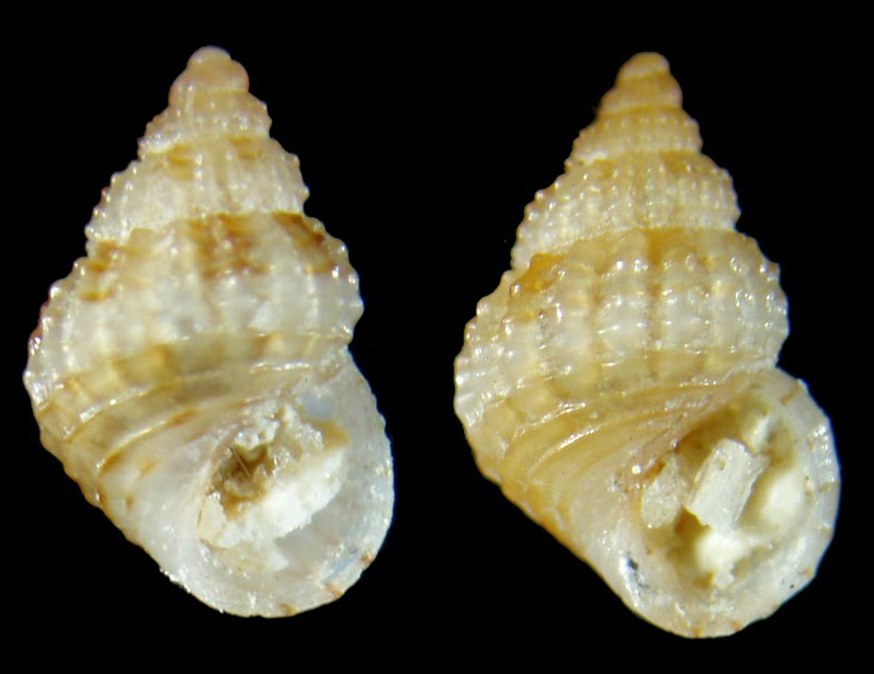 Alvania da identificare